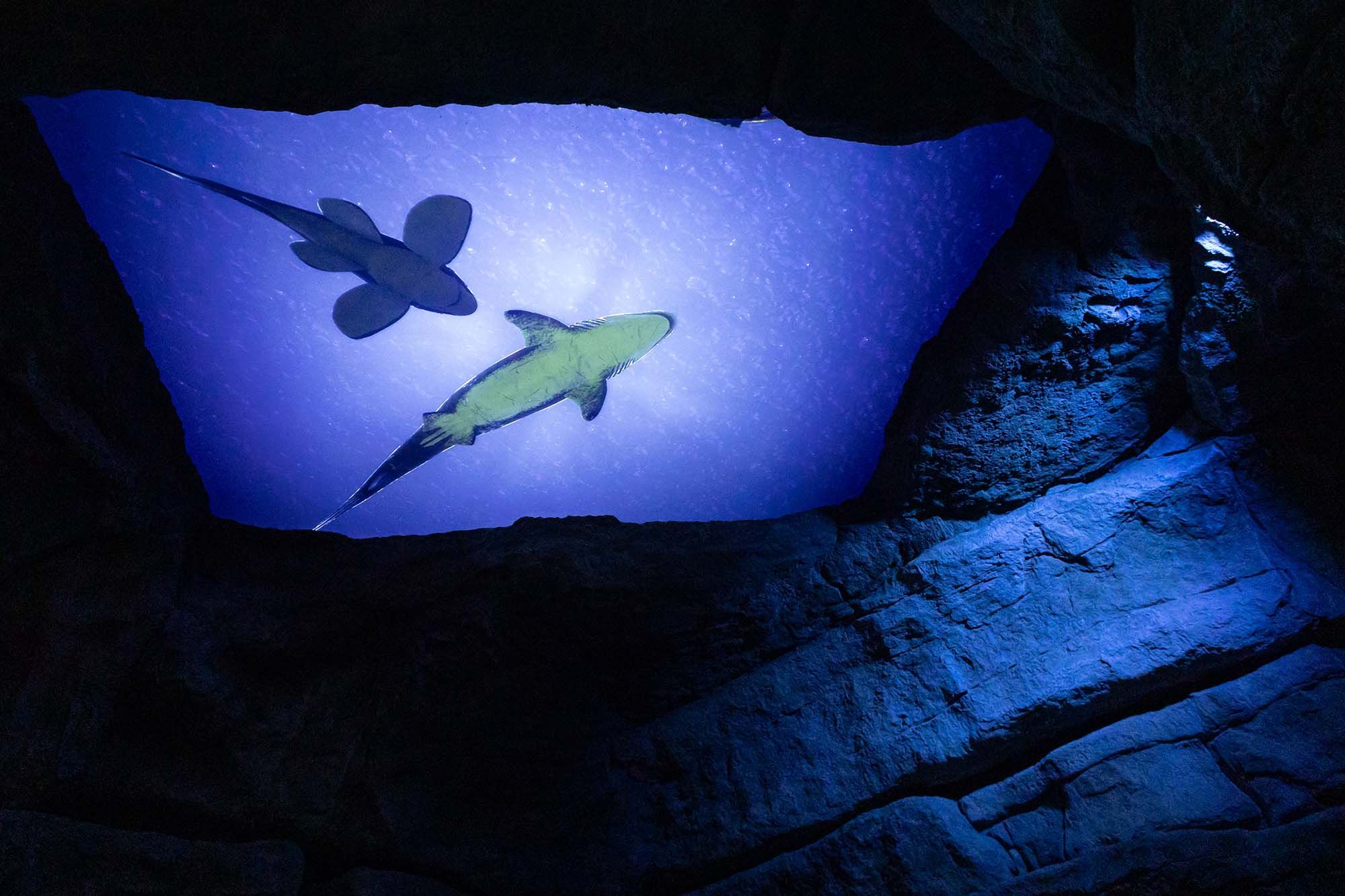 Mar Jurásico en Dinópolis